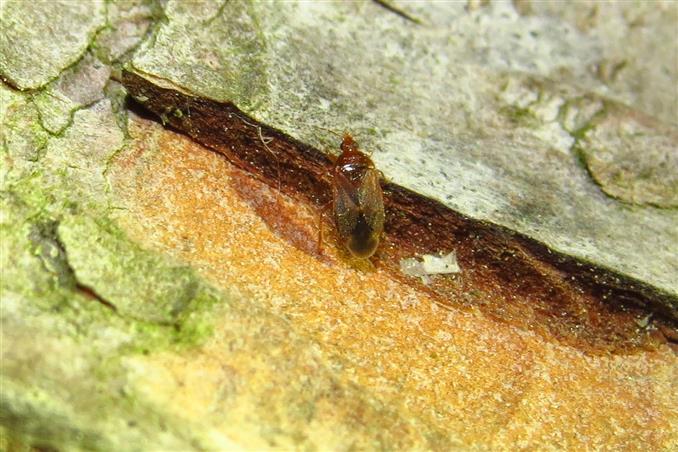 Anthocoridae: cfr. Dysepicritus rufescens  - Costa de Caparica (Portogallo)